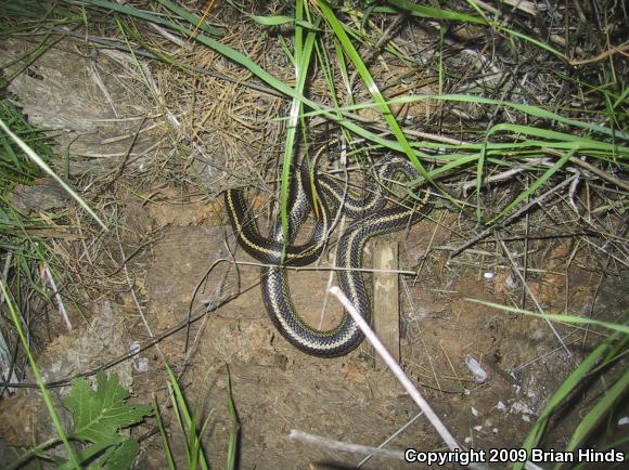 California Kingsnake (Lampropeltis getula californiae)