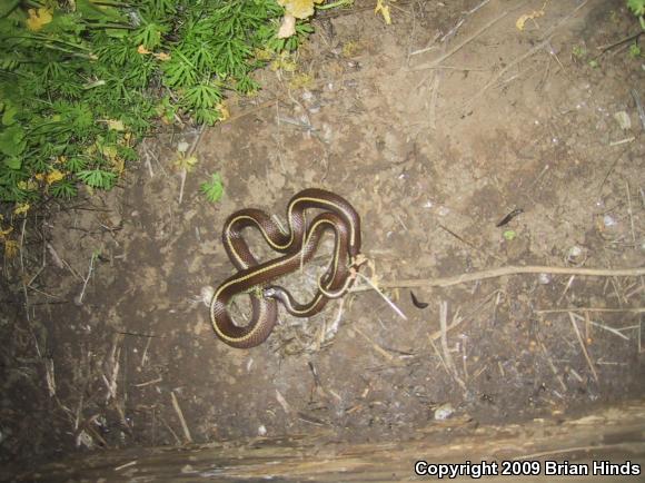 California Kingsnake (Lampropeltis getula californiae)