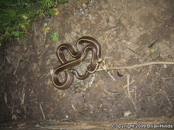 California Kingsnake (Lampropeltis getula californiae)