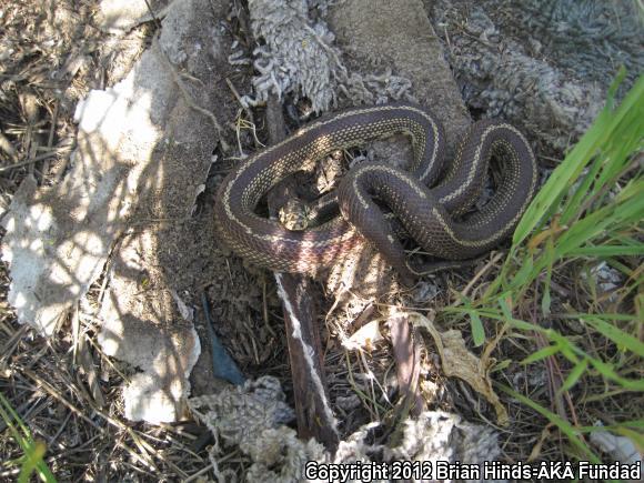 California Kingsnake (Lampropeltis getula californiae)