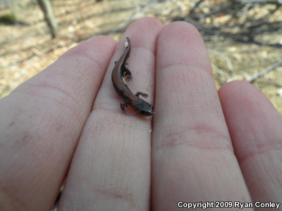 Eastern Red-backed Salamander (Plethodon cinereus)