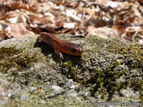 Eastern Red-backed Salamander (Plethodon cinereus)