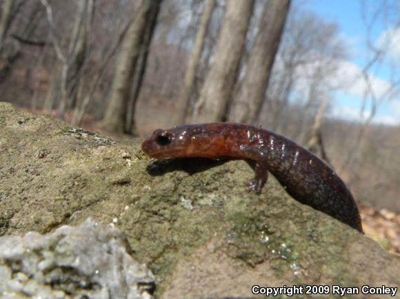 Eastern Red-backed Salamander (Plethodon cinereus)