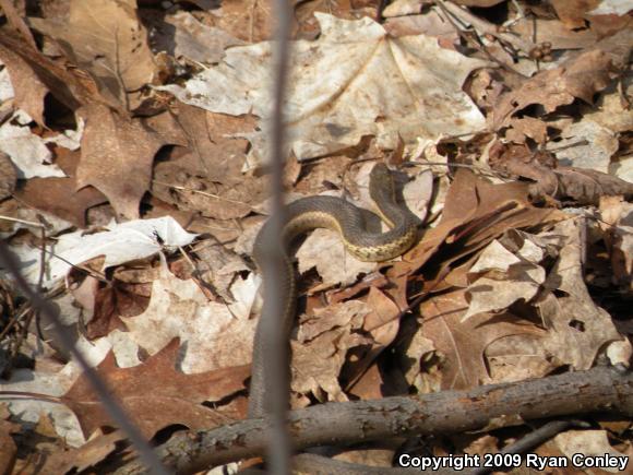 Eastern Gartersnake (Thamnophis sirtalis sirtalis)