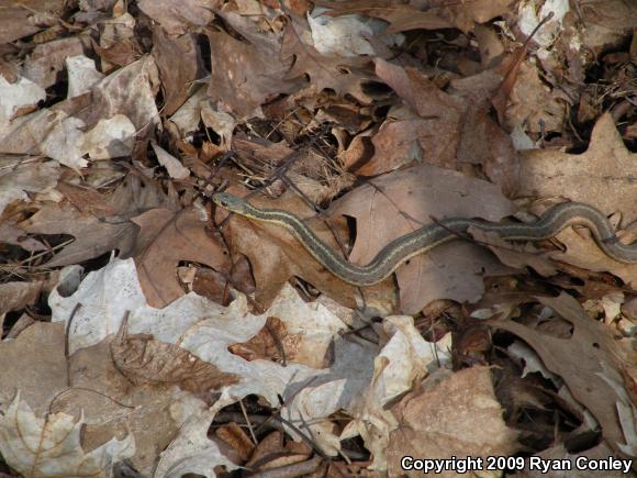 Eastern Gartersnake (Thamnophis sirtalis sirtalis)