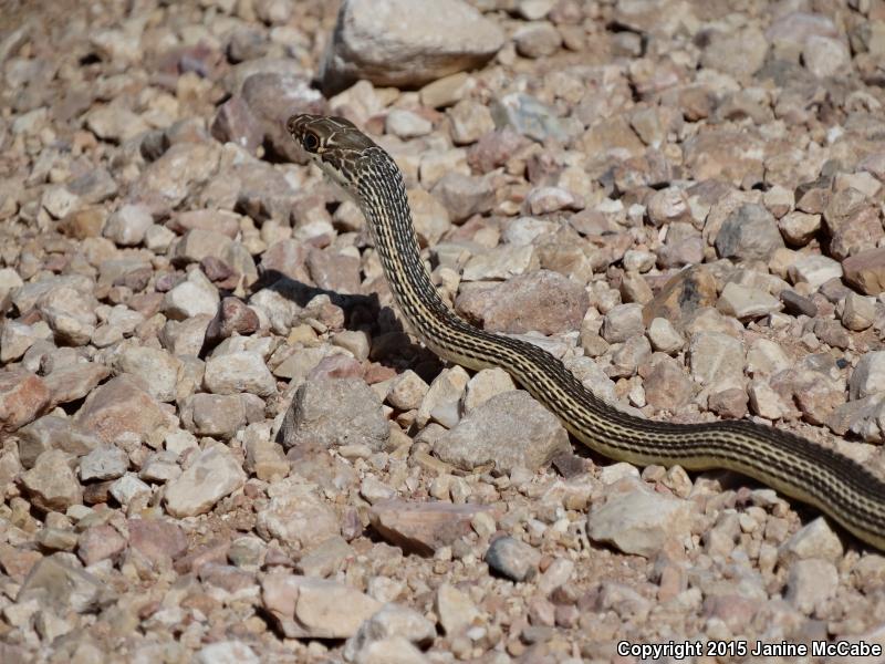 Sonoran Whipsnake (Coluber bilineatus)