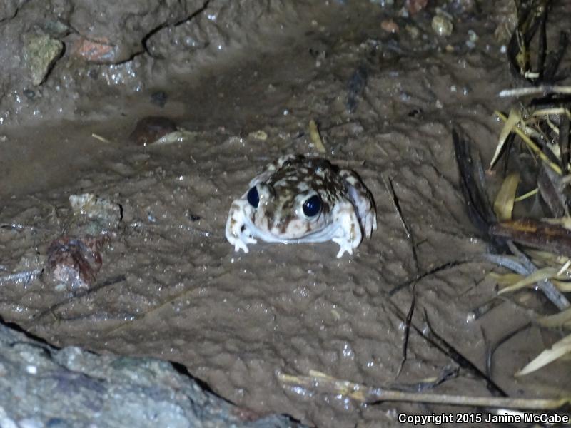 Couch's Spadefoot (Scaphiopus couchii)