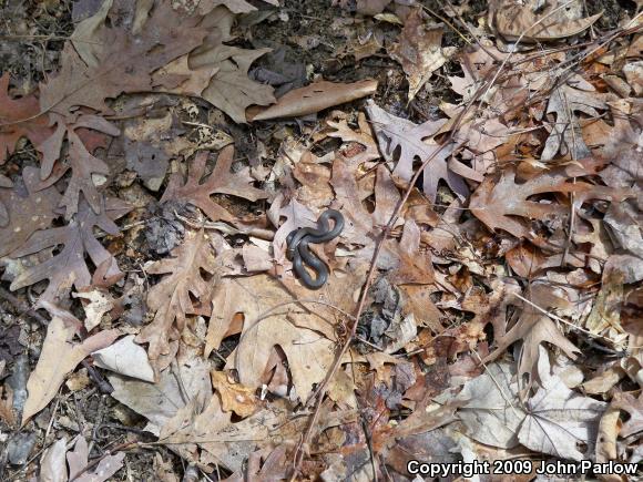 Prairie Ring-necked Snake (Diadophis punctatus arnyi)