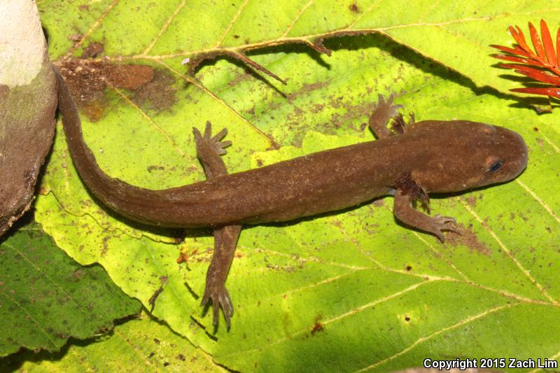 California Giant Salamander (Dicamptodon ensatus)