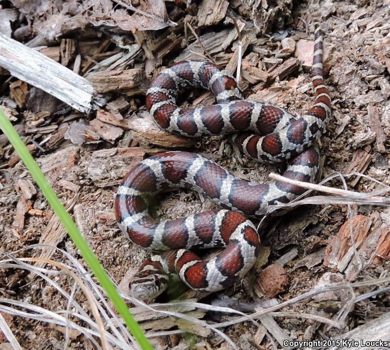 Eastern Milksnake (Lampropeltis triangulum triangulum)