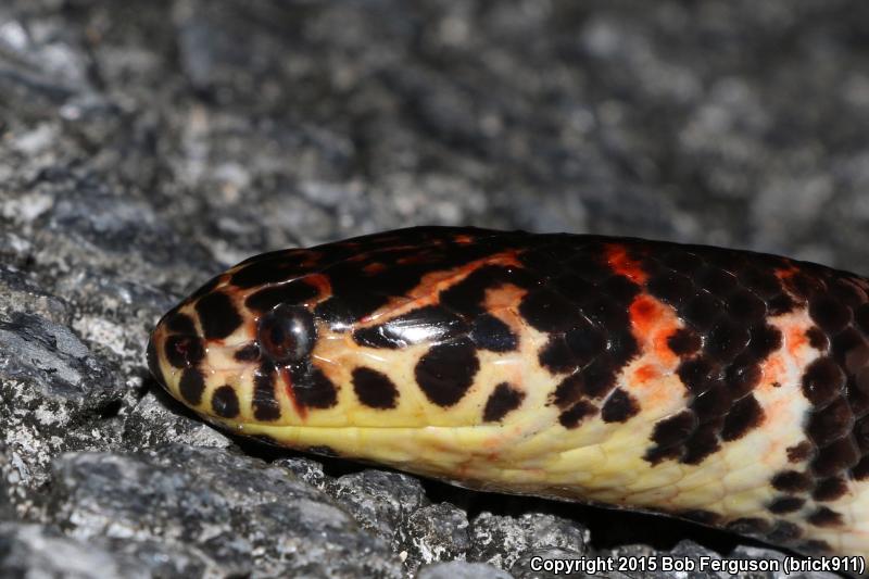 Eastern Mudsnake (Farancia abacura abacura)