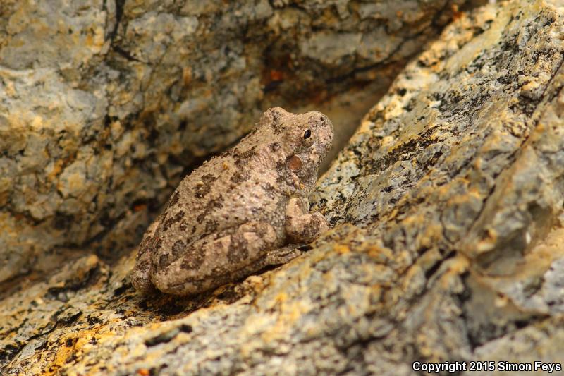 Canyon Treefrog (Hyla arenicolor)