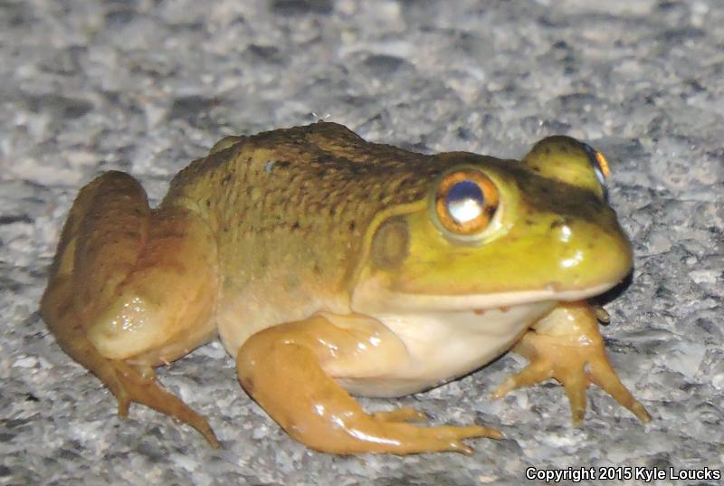 American Bullfrog (Lithobates catesbeianus)