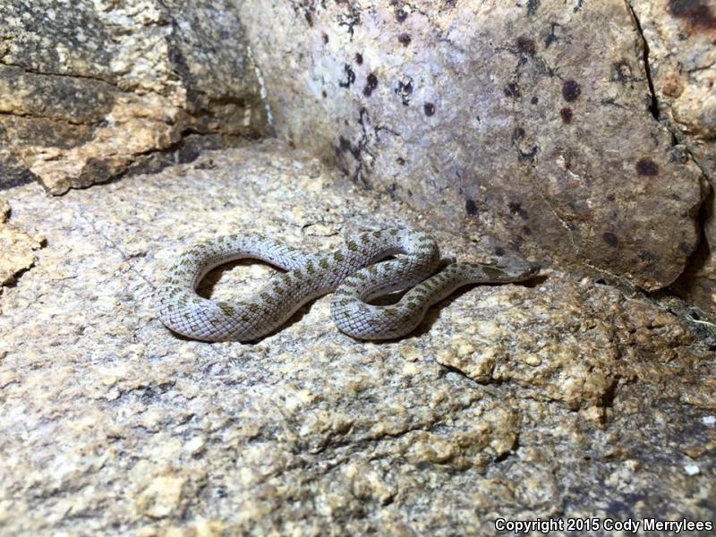 Desert Nightsnake (Hypsiglena chlorophaea deserticola)