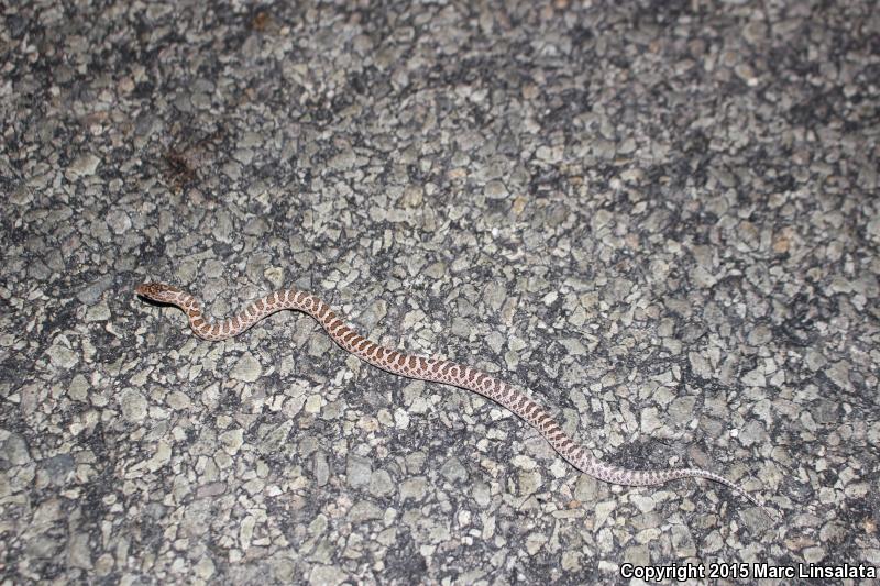 Painted Desert Glossy Snake (Arizona elegans philipi)