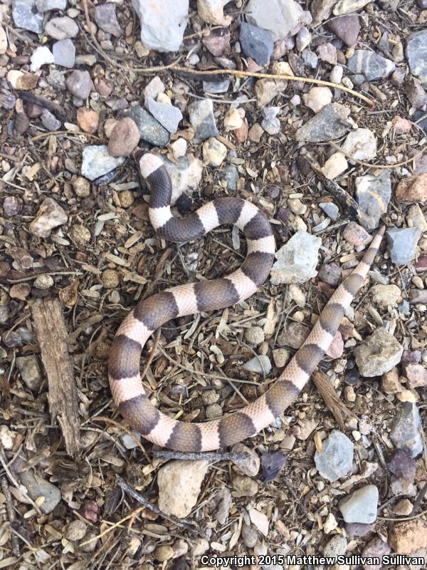 Saddled Leaf-nosed Snake (Phyllorhynchus browni)