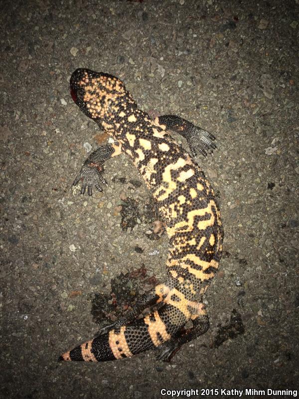 Gila Monster (Heloderma suspectum)