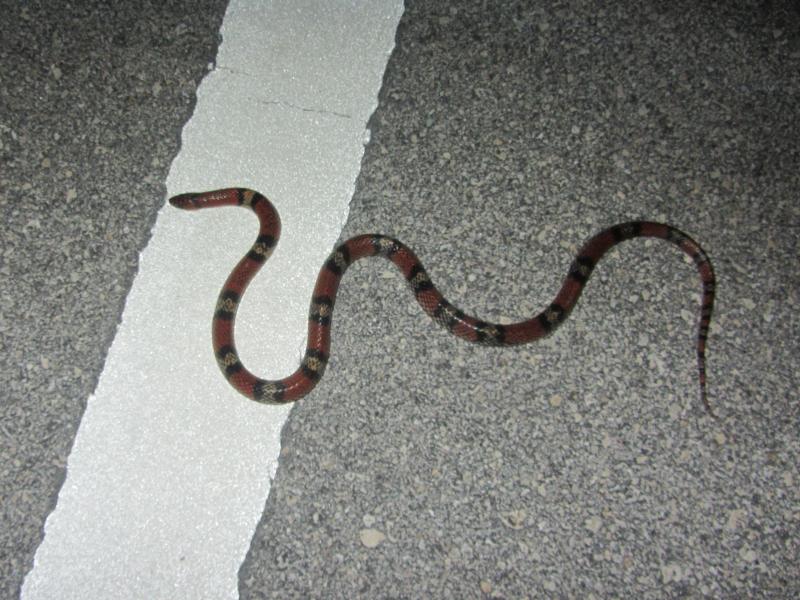 Florida Scarletsnake (Cemophora coccinea coccinea)