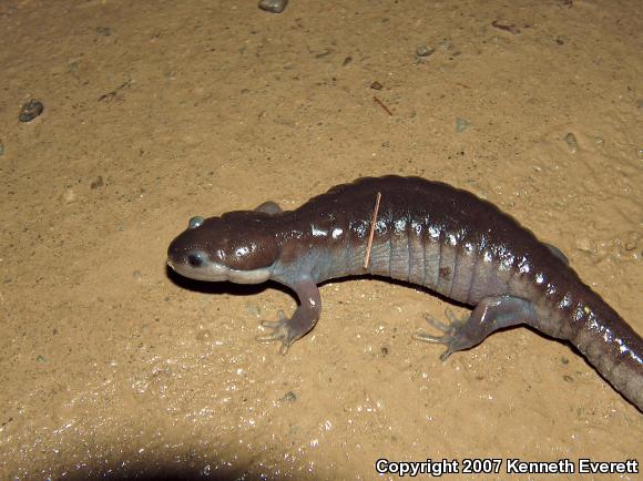 Spotted Salamander (Ambystoma maculatum)