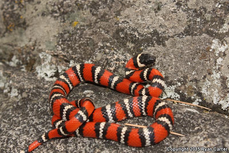 San Diego Mountain Kingsnake (Lampropeltis zonata pulchra)