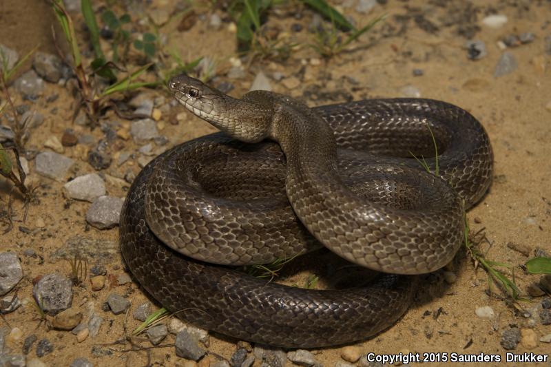 Mole Kingsnake (Lampropeltis calligaster rhombomaculata)