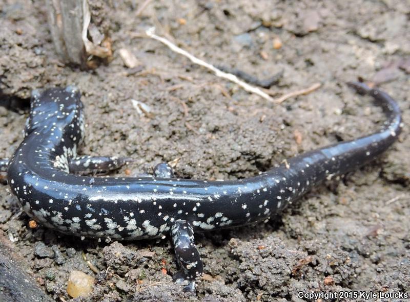 Atlantic Coast Slimy Salamander (Plethodon chlorobryonis)