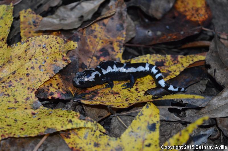 Marbled Salamander (Ambystoma opacum)