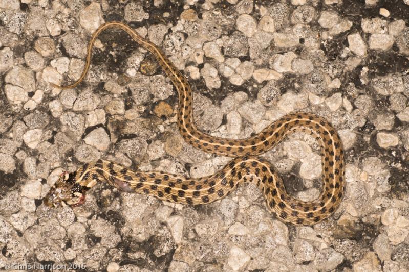 Checkered Gartersnake (Thamnophis marcianus marcianus)