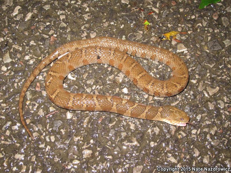 Northern Watersnake (Nerodia sipedon sipedon)