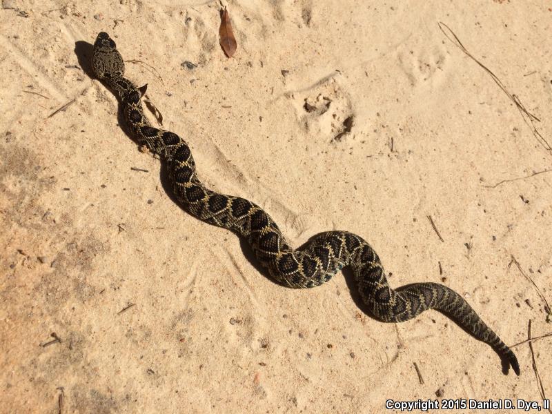 Eastern Diamond-backed Rattlesnake (Crotalus adamanteus)