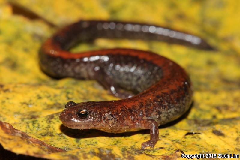 Eastern Red-backed Salamander (plethodon Cinereus)