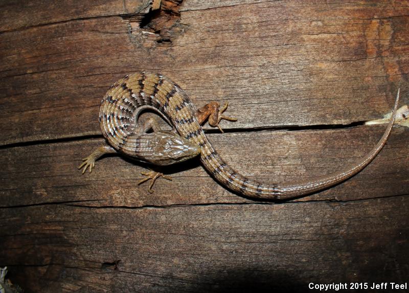 San Diego Alligator Lizard (Elgaria multicarinata webbii)