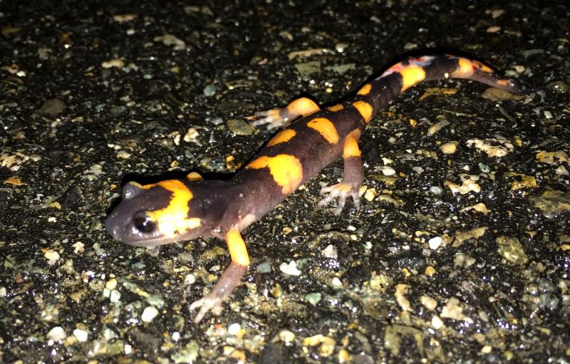 Large-blotched Ensatina (Ensatina eschscholtzii klauberi)