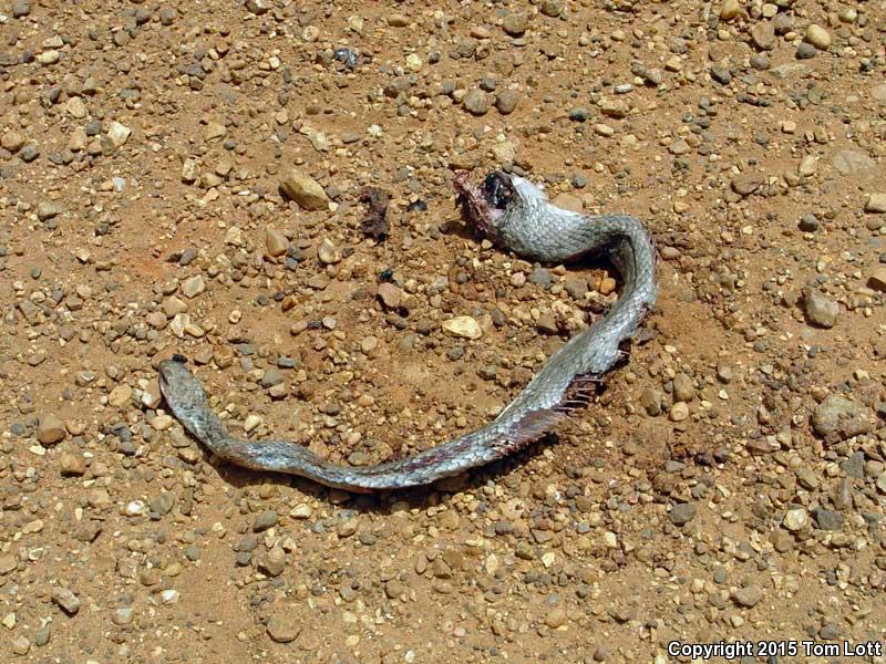 Buttermilk Racer (Coluber constrictor anthicus)