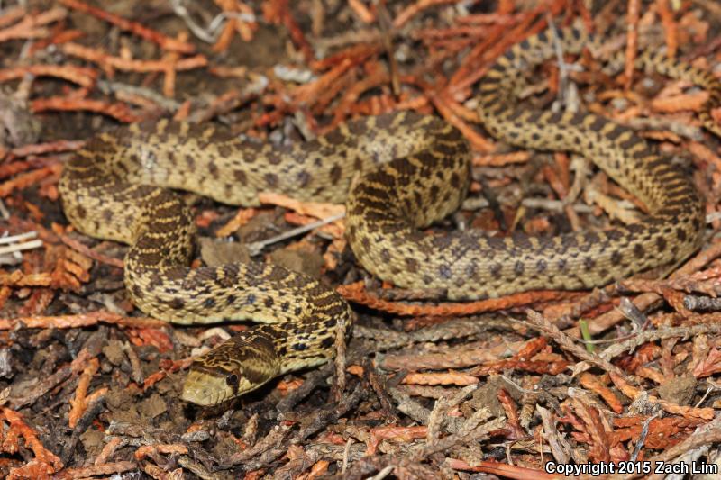 Pacific Gopher Snake (Pituophis catenifer catenifer)