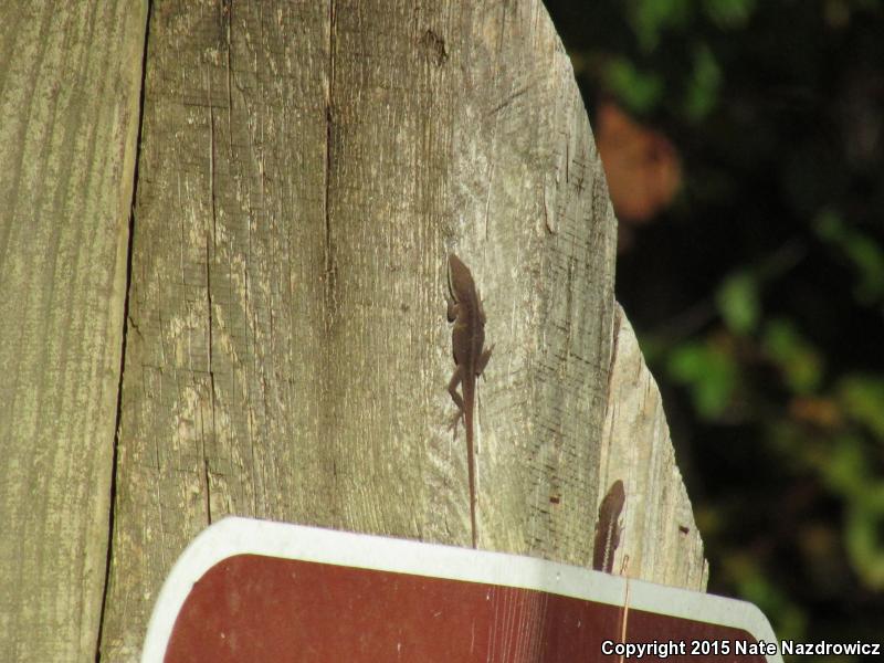 Northern Green Anole (Anolis carolinensis carolinensis)