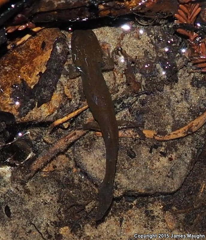 California Giant Salamander (Dicamptodon ensatus)