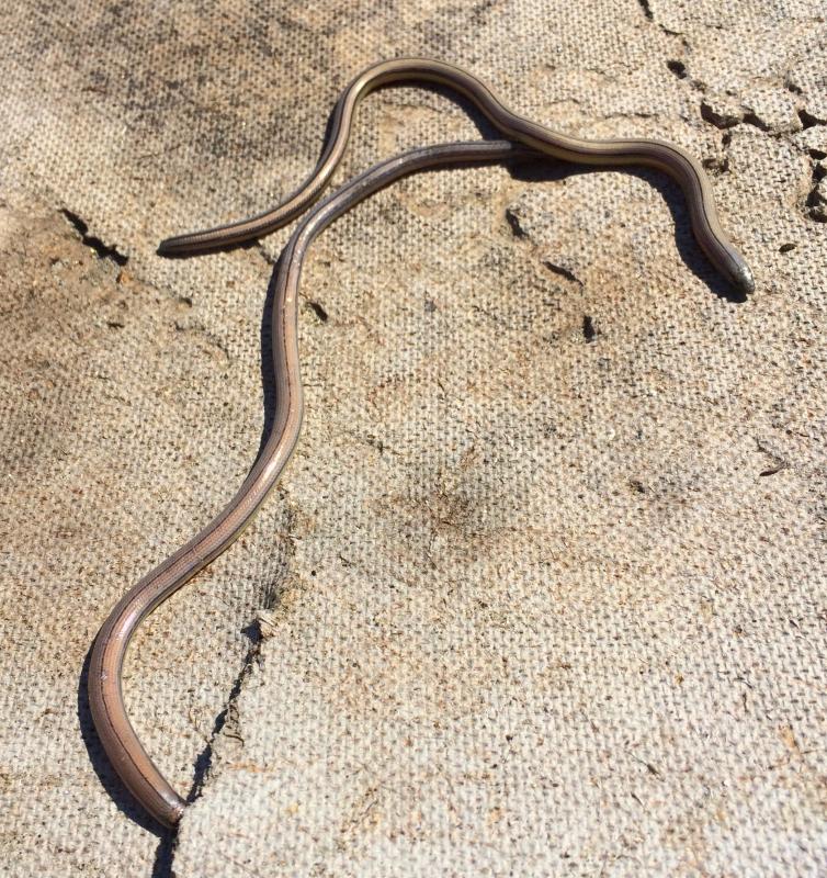 California Legless Lizard (Anniella pulchra)