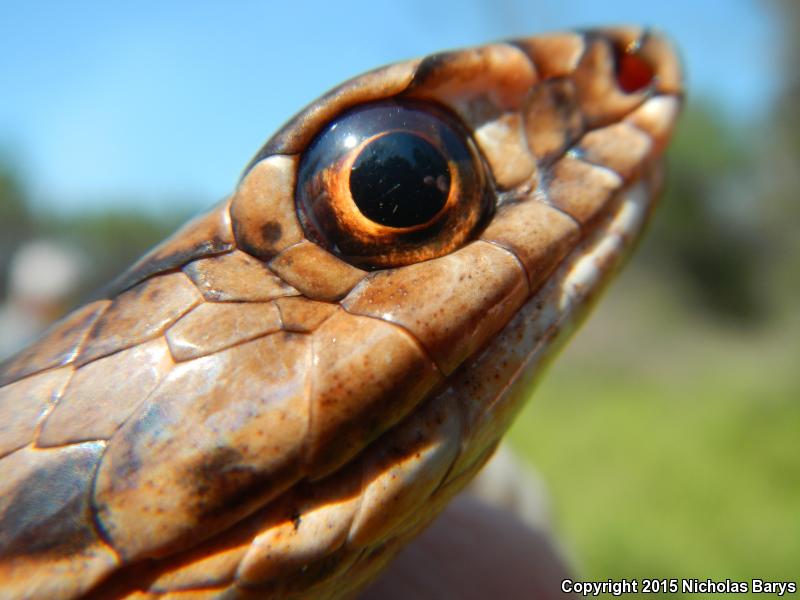 Eastern Coachwhip (Coluber flagellum flagellum)