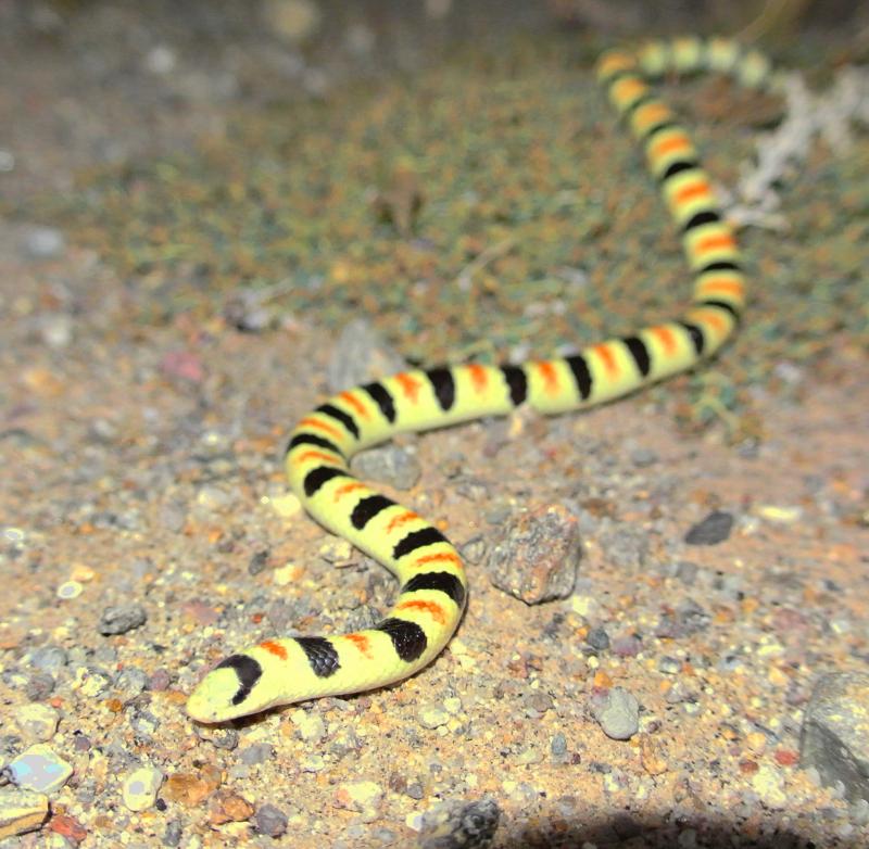 Colorado Desert Shovel-nosed Snake (Chionactis occipitalis annulata)