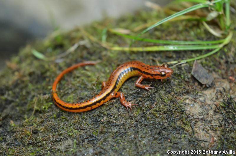 Southern Two-lined Salamander (Eurycea cirrigera)