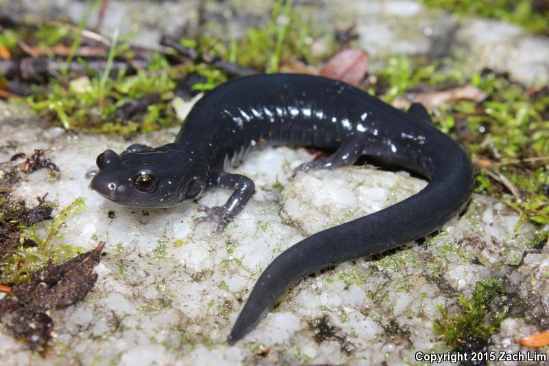 Santa Cruz Black Salamander (Aneides flavipunctatus niger)