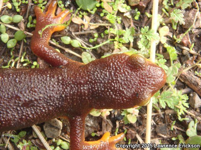 Coast Range Newt (Taricha torosa torosa)