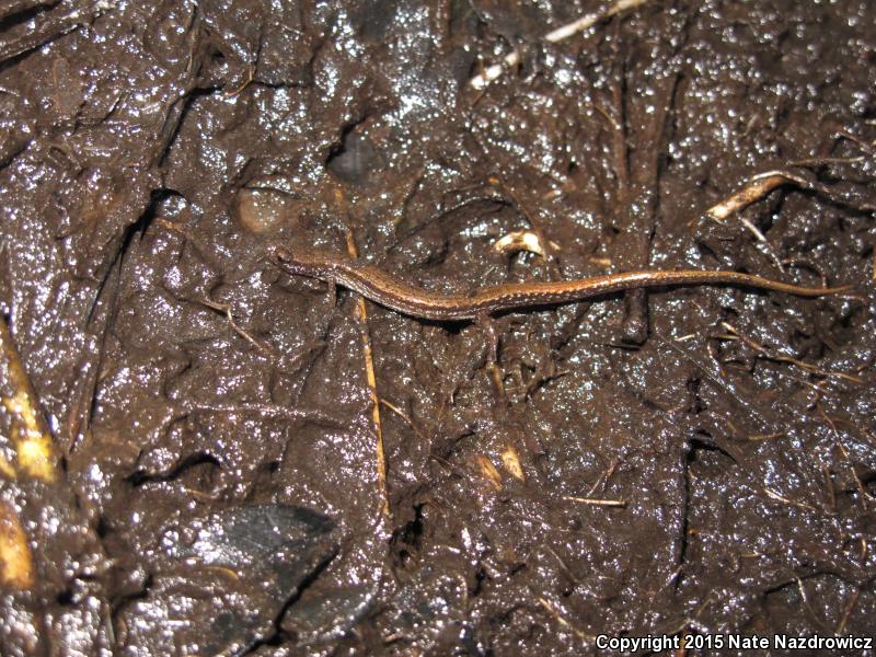 Dwarf Salamander (Eurycea quadridigitata)