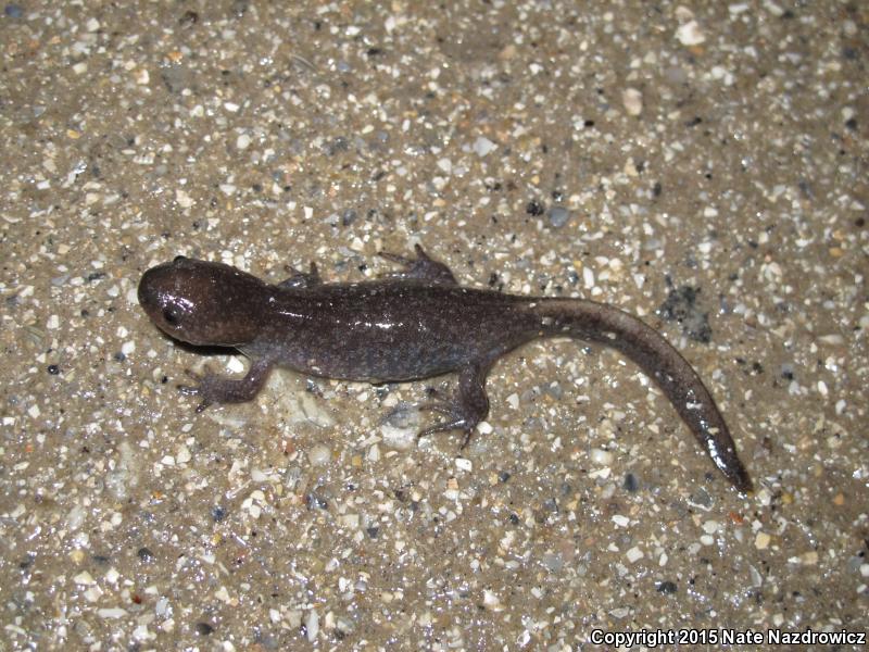 Mole Salamander (Ambystoma talpoideum)