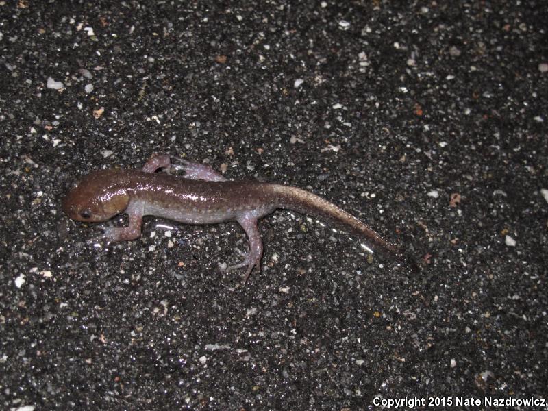 Mole Salamander (Ambystoma talpoideum)