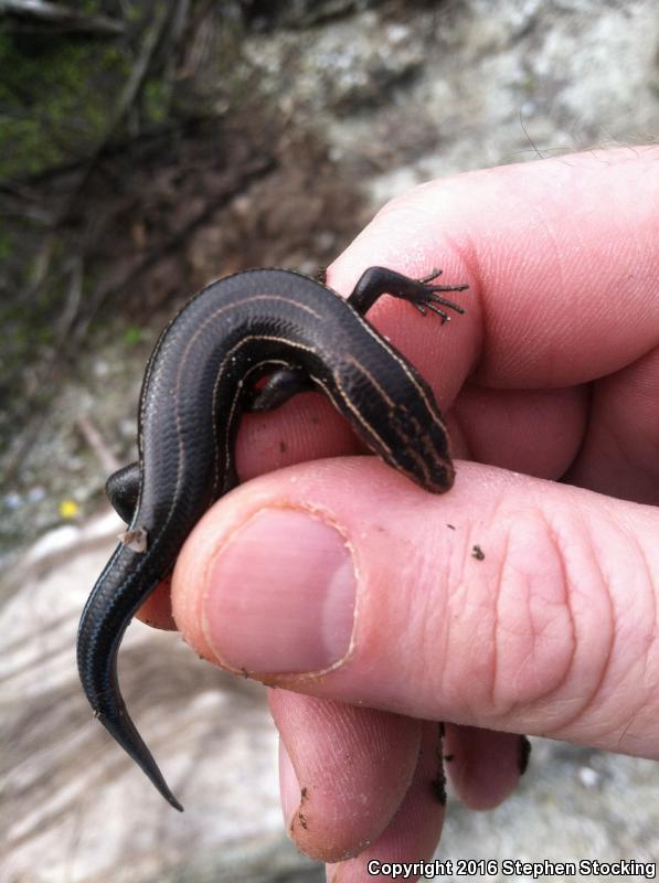 Southeastern Five-lined Skink (Plestiodon inexpectatus)