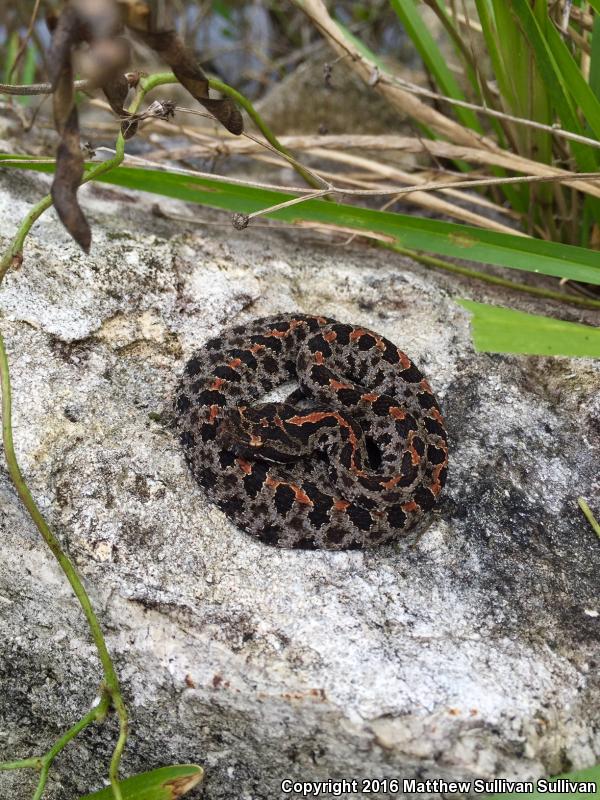 Dusky Pigmy Rattlesnake (Sistrurus miliarius barbouri)