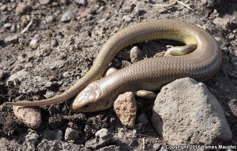 Gilbert's Skink (Plestiodon gilberti)