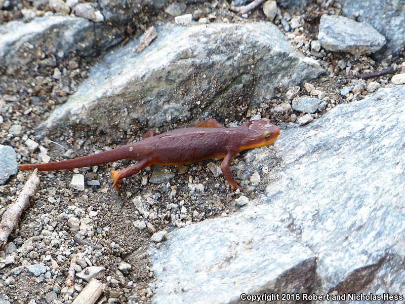 Coast Range Newt (Taricha torosa torosa)